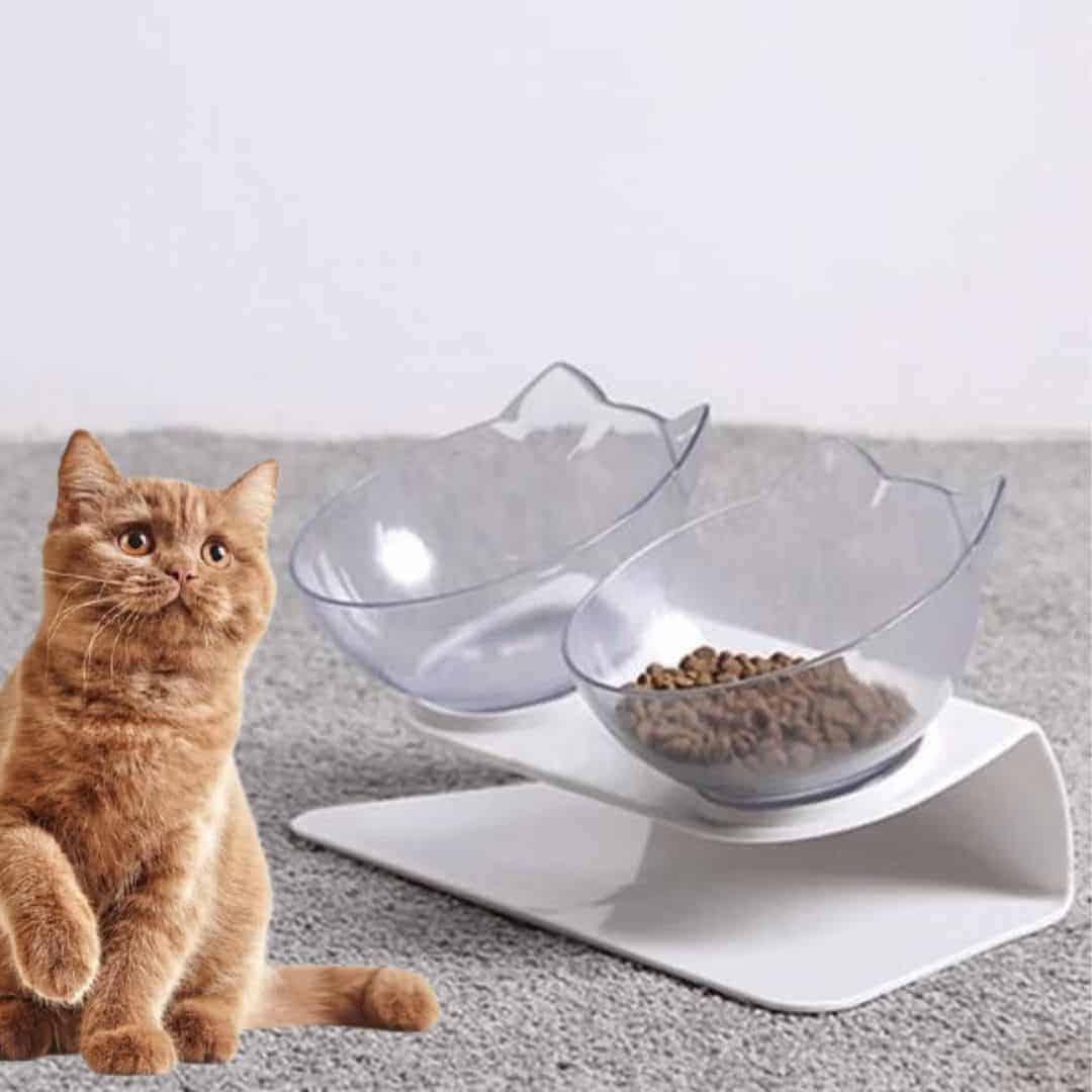 Bol Ortopedic Pentru Pisici