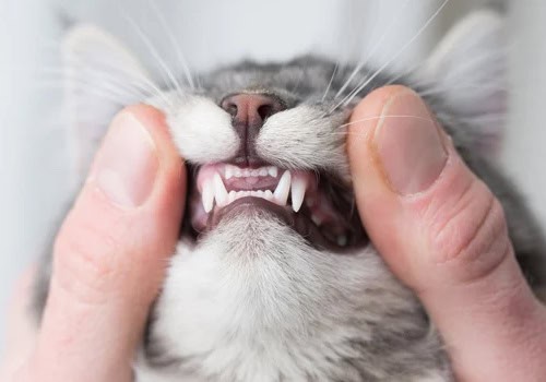 Pisica mea iubește DentalPaws!