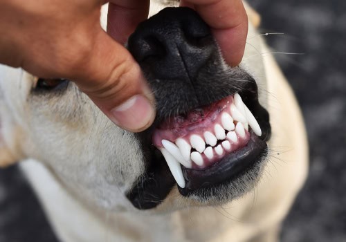 DentalPaws - Salvarea respirației câinelui meu!