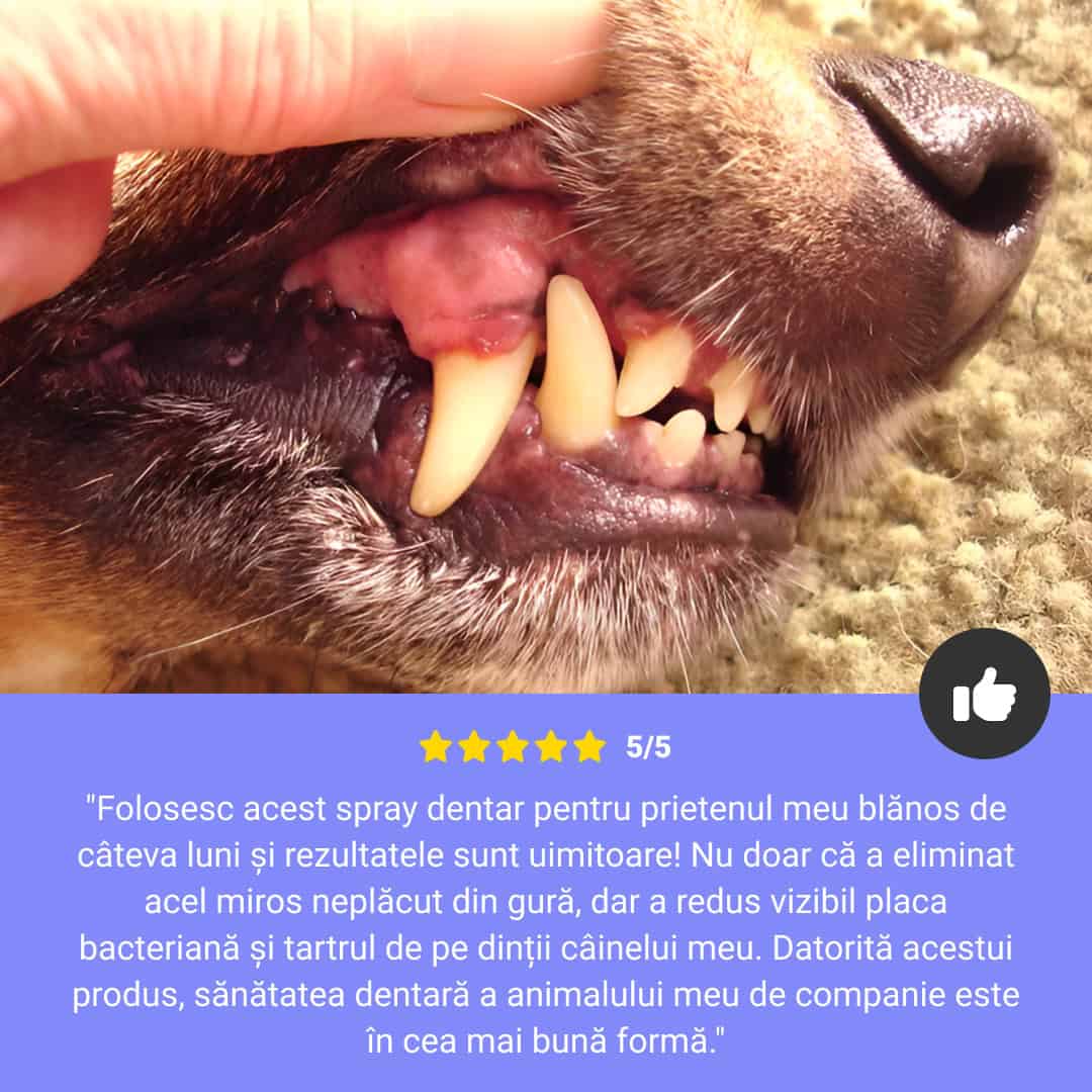 SPRAY DENTAL PENTRU ANIMALE 1+1 GRATIS - imagine 5