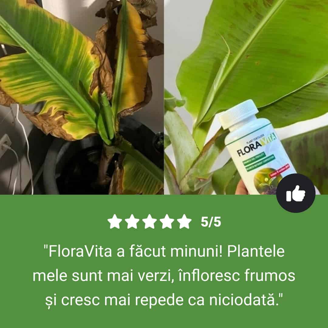 FloraVita™ – Îngrășământ pentru Plante în Toamnă și Iarnă - imagine 7